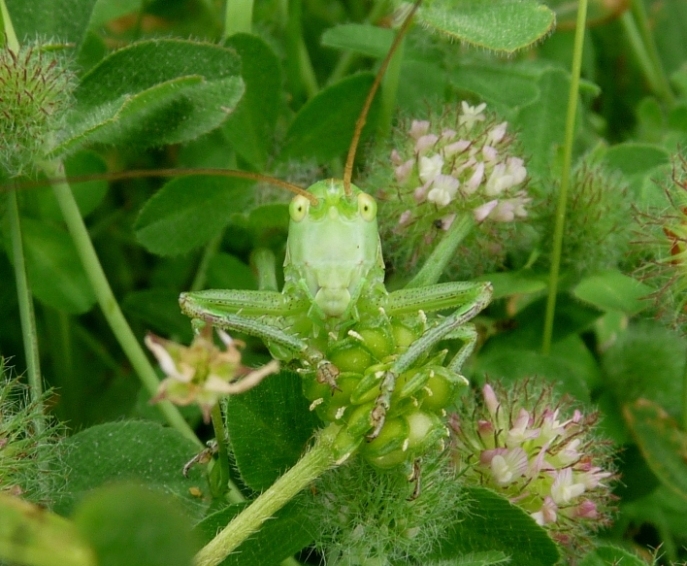 Tettigonia virdissima